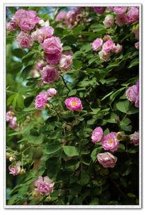 带刺的蔷薇,带刺蔷薇的美丽与坚韧